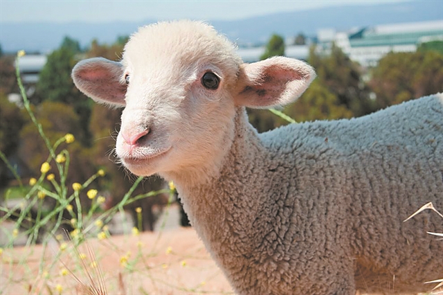 Μεταλλαγμένα πρόβατα κατά της νόσου Μπάτεν