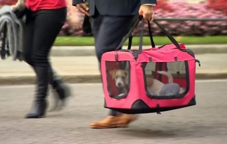 Νέος «κάτοικος» στο no.10 της Ντάουνινγκ Στριτ: Η Ντιλίν… ένα μικρό κουτάβι