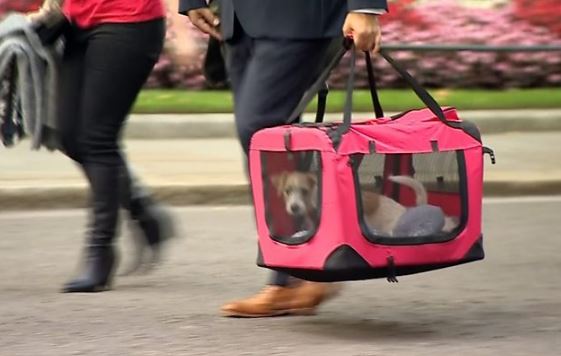 Νέος «κάτοικος» στο no.10 της Ντάουνινγκ Στριτ: Η Ντιλίν… ένα μικρό κουτάβι