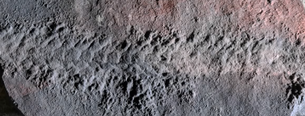 Ανακαλύφθηκε απολίθωμα εντόμου-Σερνόταν πριν από 550 εκατ. χρόνια