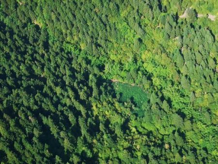Drones της ΕΛ.ΑΣ. καταγράφουν τον εντοπισμό τεράστιων χασισοφυτειών στην Καρδίτσα