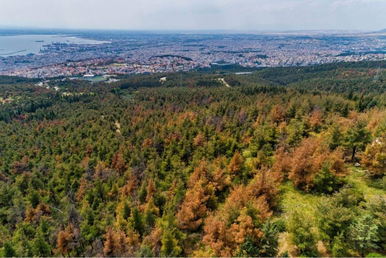 Θεσσαλονίκη: Φωτιά στο δάσος Σέιχ Σου