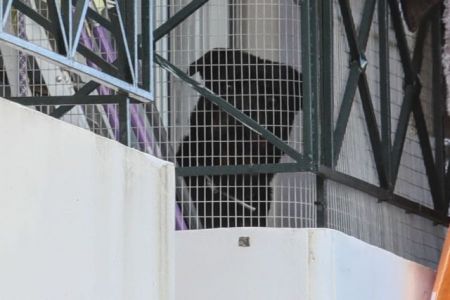 Τι λέει το ιατρικό ανακοινωθέν για το βρέφος που πέθανε από σκύλο ροτβάιλερ