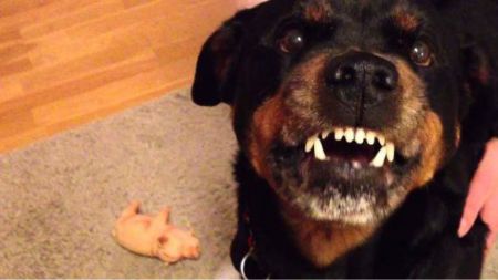 Ροτβάιλερ: Πιστά σκυλιά αλλά και επικίνδυνα για τους ανθρώπους