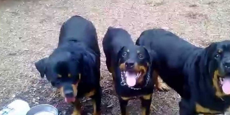 Θάνατος 5χρονου από ροτβάιλερ στη Κοζάνη