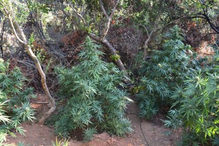 Χανιά: Δύο φυτείες με 458 δενδρύλλια κάνναβης εντόπισε η ΕΛ.ΑΣ.