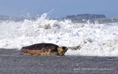 Η καρέττα – Χρυσάνθη επέστρεψε σπίτι της ένα χρόνο μετά τον τραυματισμός της