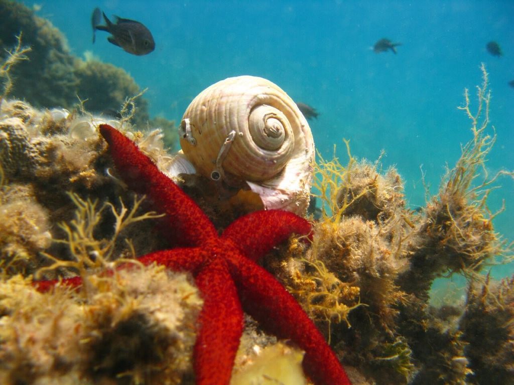Λάρισα : Υποθαλάσσια μαγεία στα ανοιχτά του δήμου Αγιάς