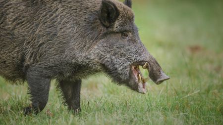 Μαγνησία : Επίθεση από αγριογούρουνα σε οδηγό μοτοσικλέτας