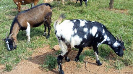 Welt : Οι κατσίκες στη Σαμοθράκη, οι επιδοτήσεις της ΕΕ και η… καταστροφή