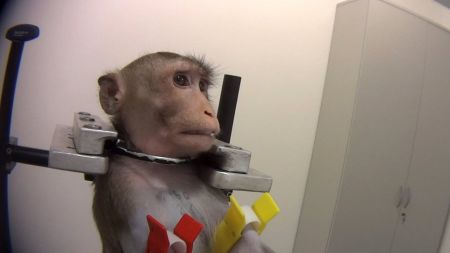 Βίντεο-οργής : Βασανίζουν πειραματόζωα – Μαϊμουδάκια και σκύλοι, τα θύματα