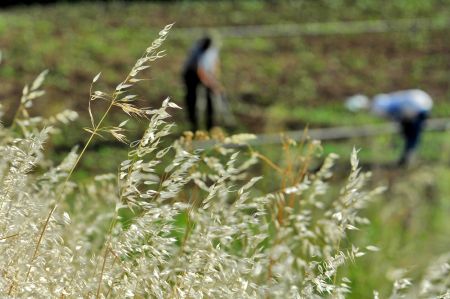 Ακέφαλο άγαλμα εντοπίστηκε σε χωράφι στην Ελασσόνα