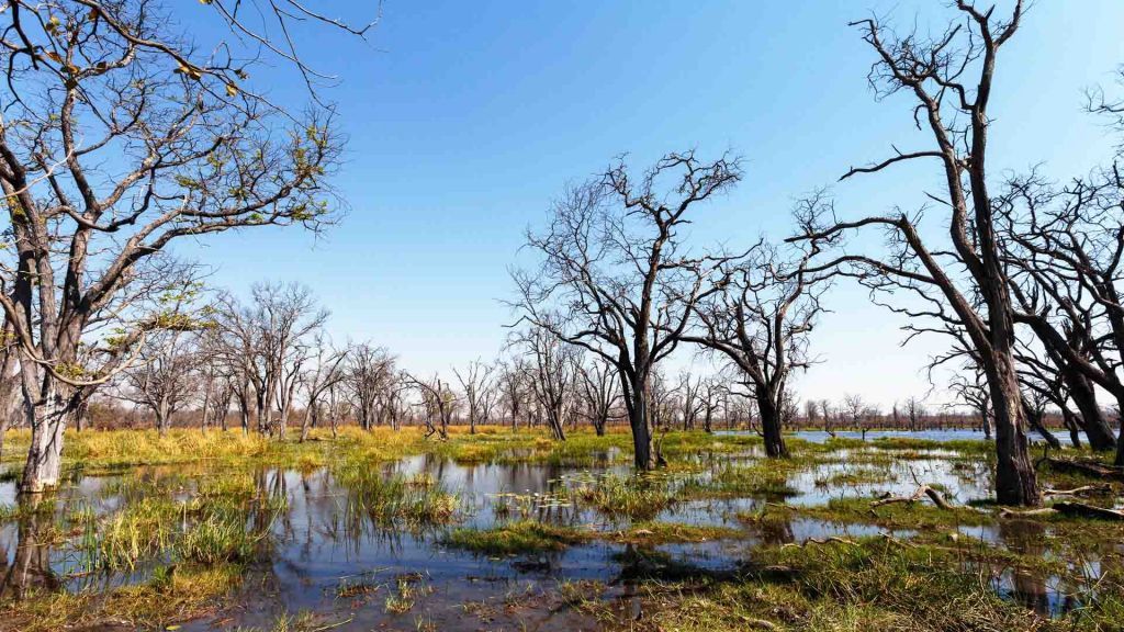 Κοινή καταγωγή όλων των ανθρώπων η Μποτσουάνα