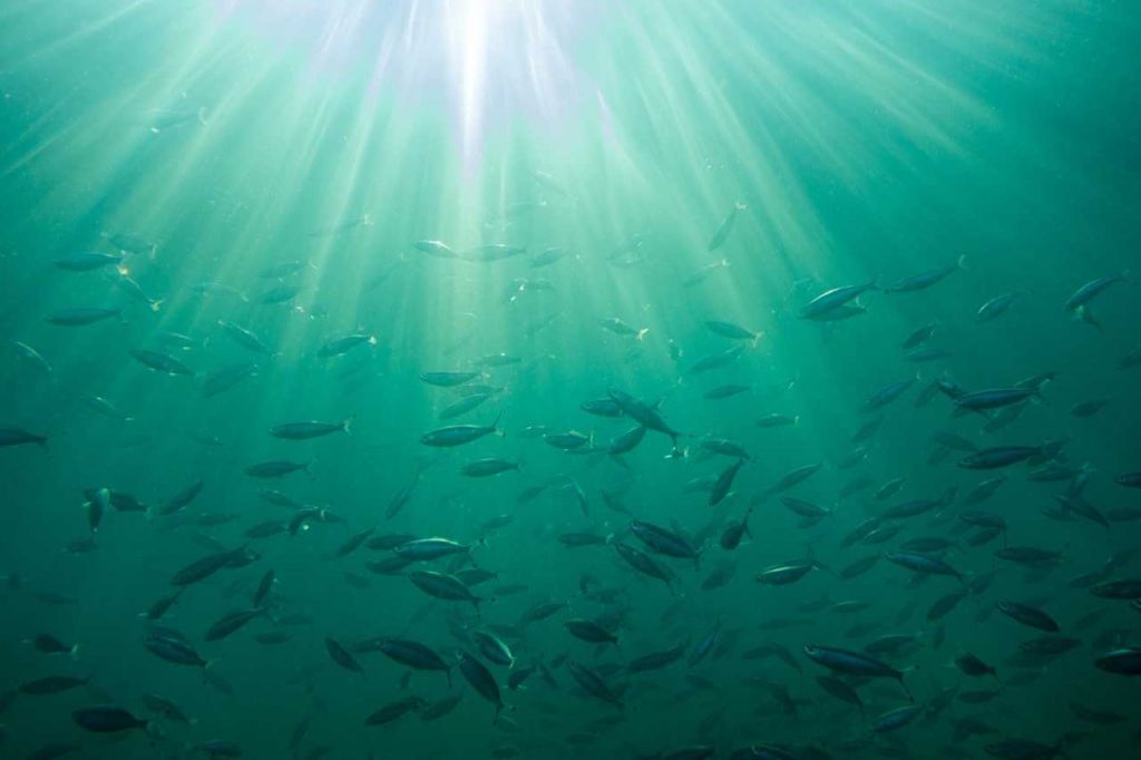 Γιατί τα ψάρια μεταναστεύουν;