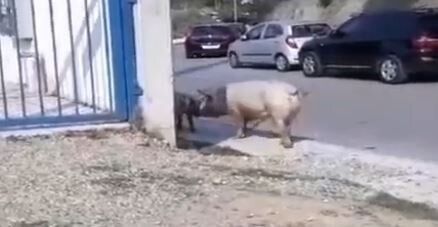 Γουρούνια έκαναν βόλτες στους δρόμους της Θεσσαλονίκης