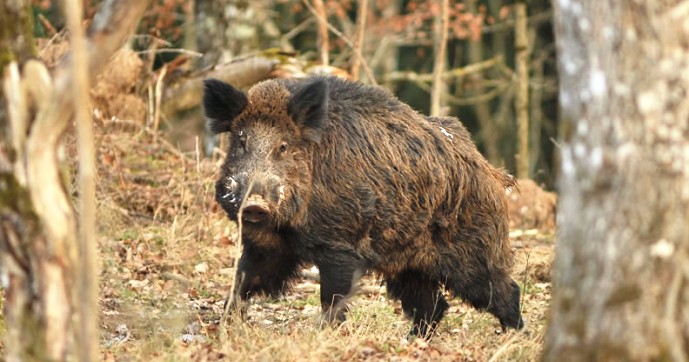 Νέος τραυματισμός κυνηγού σε καρτέρι αγριογούρουνων