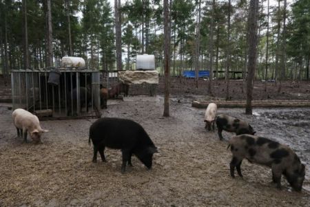 Τέταρτο κρούσμα πανώλης στην Κίνα