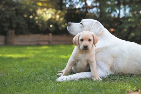 Πόσων (ανθρώπινων) ετών είναι ο σκύλος σας;