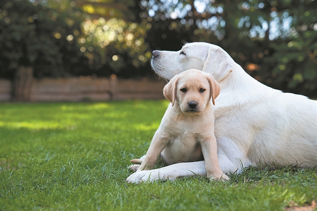 Πόσων (ανθρώπινων) ετών είναι ο σκύλος σας;