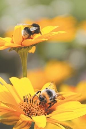 Φως στην εξόντωση των εντόμων