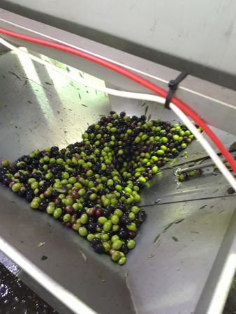 ΕΦΕΤ: Τι να προσέξετε όταν αγοράσετε ελαιόλαδο