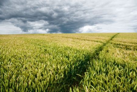 Κλιματική αλλαγή: Πώς επιδρά στις καλλιέργειες