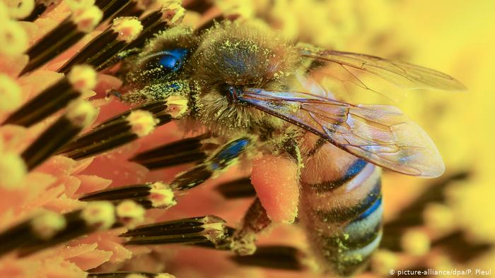 Ευρωβουλή: Σώστε τις μέλισσες!