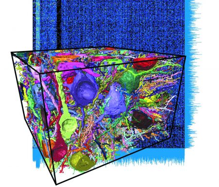 «Επίθεση» στα μυστικά του εγκεφάλου