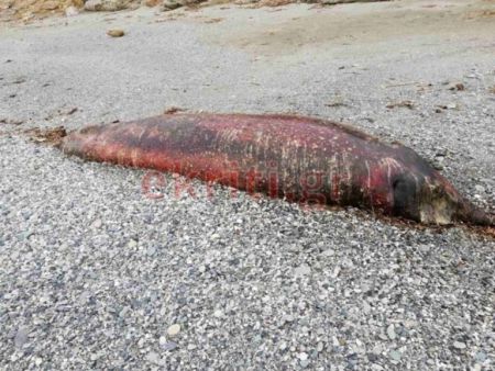 Κρήτη: Ένα θαλάσσιο κήτος ξεβράστηκε σε παραλία