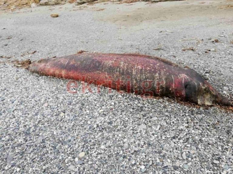 Κρήτη: Ένα θαλάσσιο κήτος ξεβράστηκε σε παραλία