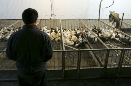 Κρούσματα γρίπης των πτηνών στην Πολωνία