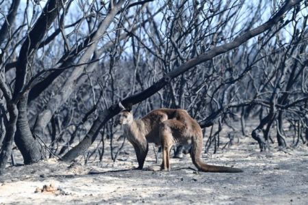 Αυστραλία: Δεκάδες φωτιές εκτός ελέγχου – Νεκροί, καμένα σπίτια, απανθρακωμένα ζώα