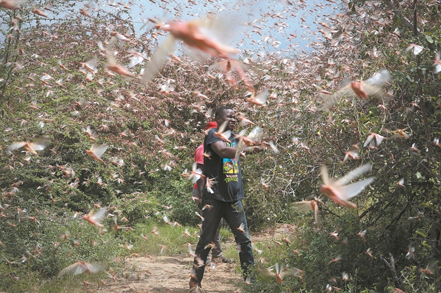 Η «όγδοη πληγή του Φαραώ» στο Κέρας της Αφρικής