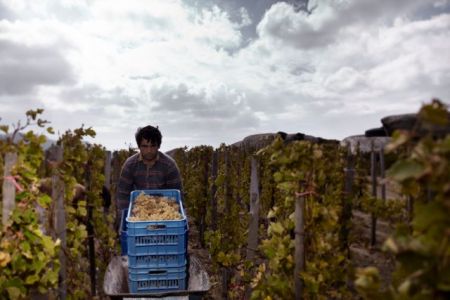 Η κλιματική αλλαγή μεταξύ άλλων απειλεί και το κρασί