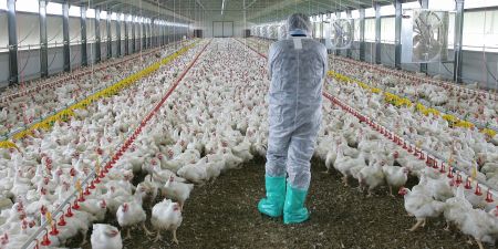 Νέος συναγερμός στην Κίνα: Μετά τον κορωνοϊό, η γρίπη των πουλερικών