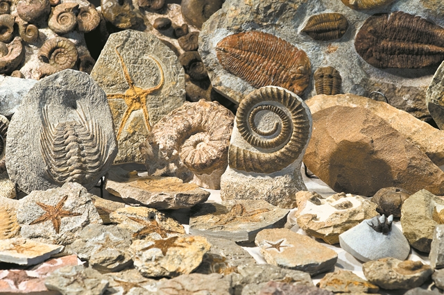 Ζουμ στην εξαφάνιση των ειδών