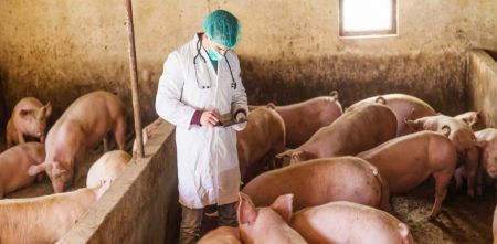 Πώς έφτασε στην Ελλάδα η Aφρικανική πανώλη των χοίρων