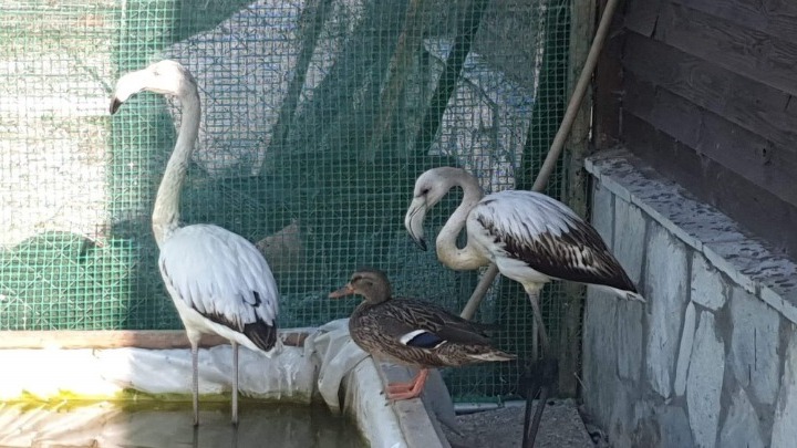 Δύο φλαμίνγκο επανεντάσσονται από τη Δράση για την Άγρια Ζωή