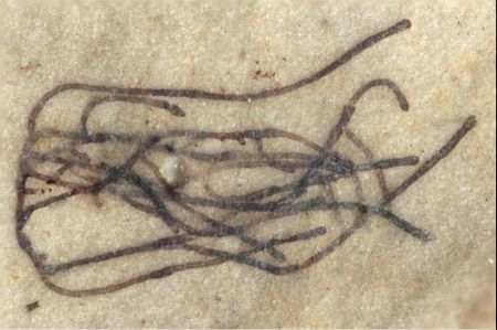 Ανακαλύφθηκε το αρχαιότερο απολίθωμα πράσινου φυτού