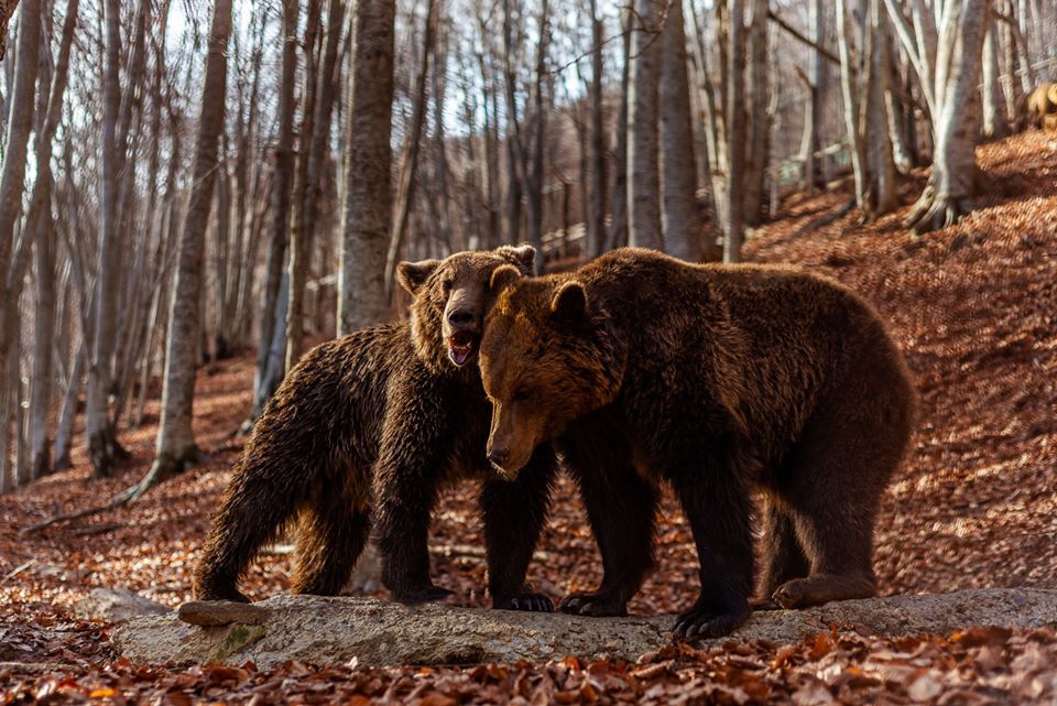 «Ξύπνησαν» οι αρκούδες στο Νυμφαίο