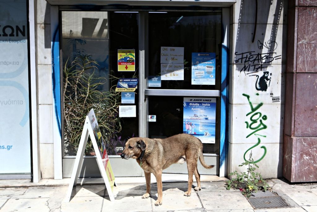 Συστάσεις για τα αδέσποτα εν μέσω κορωνοϊού