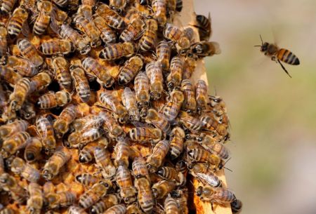 Τα lockdown περιορίζουν την κίνηση των μελισσών – Κίνδυνος για την παγκόσμια αγροτική παραγωγή