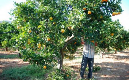 Κορωνοϊός : Oι επιπτώσεις της πανδημίας στην ελληνική γεωργία και αγροδιατροφή