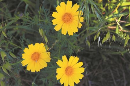 Ιδρυματοποίηση