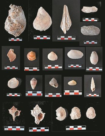 Αλίευαν πορφύρα για βαφή υφασμάτων