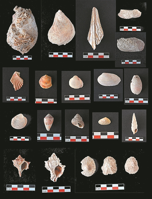 Αλίευαν πορφύρα για βαφή υφασμάτων