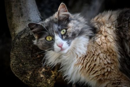 Γάτος βρέθηκε θετικός στον κοροναϊό στη Γαλλία