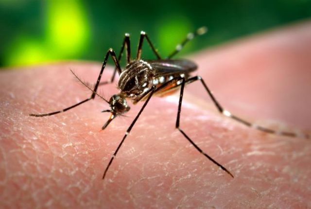 Μπορεί να μεταδοθεί από τα κουνούπια ο κορωνοϊός – Διευκρινίσεις Τσιόδρα | tovima.gr