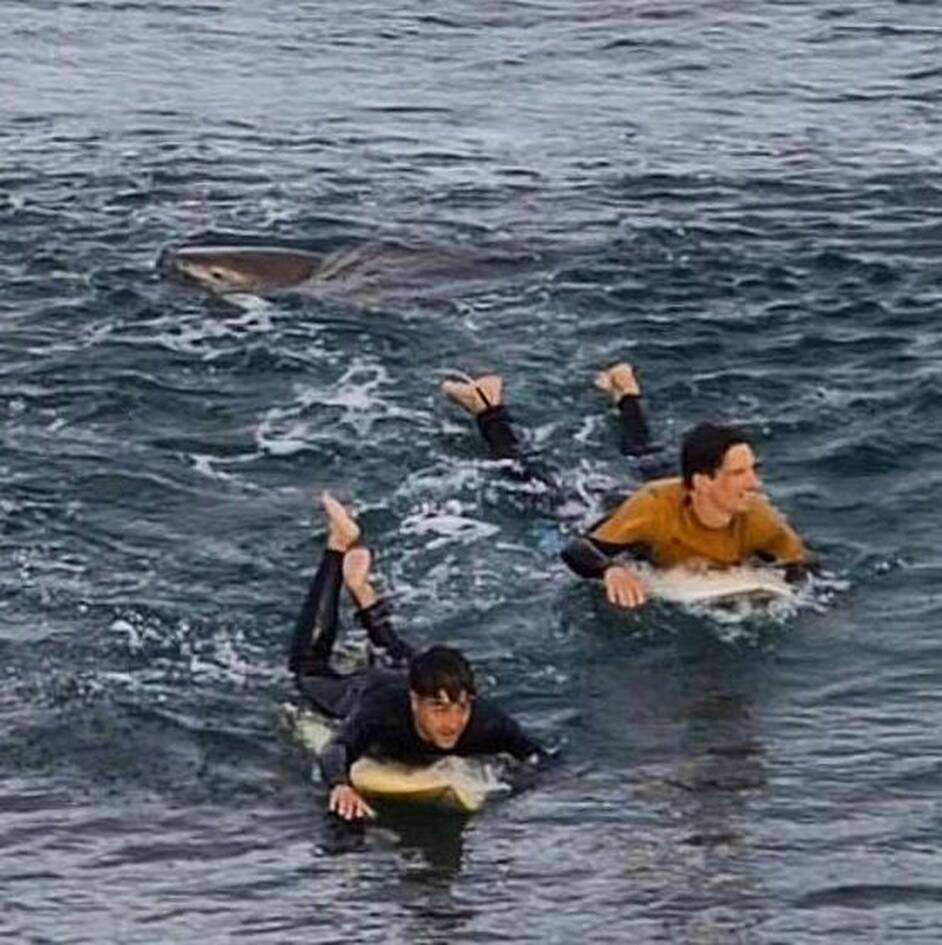 Οταν σέρφερ έρχεται αντιμέτωπος με καρχαρία