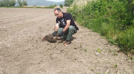 Καστοριά: Αρκούδα έθαψε σε αγρόκτημα τα μικρά της μετά από δυστύχημα